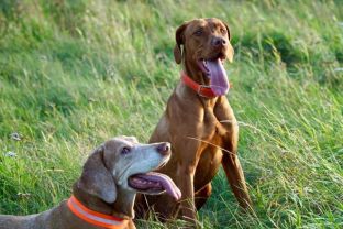 Doppelvizsla.JPG