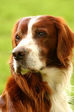 Irish Red and White Setter.jpg