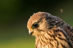 Turmfalke.jpg