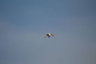 IMG_4938.JPG