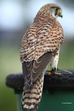 Turmfalke3.jpg