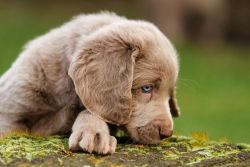Weimaraner.JPG