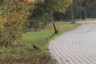 IMG_1749 - Kopie-1.jpg