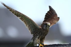 Turmfalke4.jpg