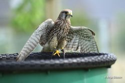 Turmfalke1.jpg