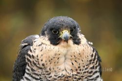 Wanderfalke1.jpg