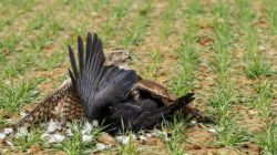 HabichtKraehe.JPG