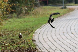 IMG_1748-1.jpg