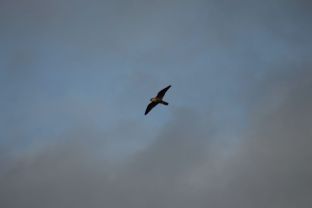 IMG_4684.JPG