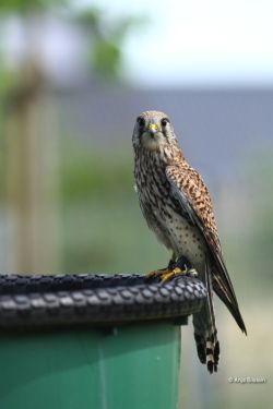 Turmfalke2.jpg