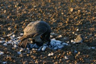 IMG_8490.JPG